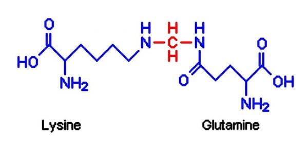 Lysine and Glutamine Molecular Diagram