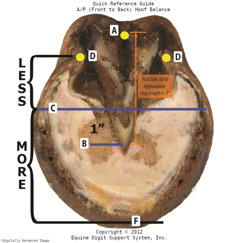 A/P Hoof Balance Guide