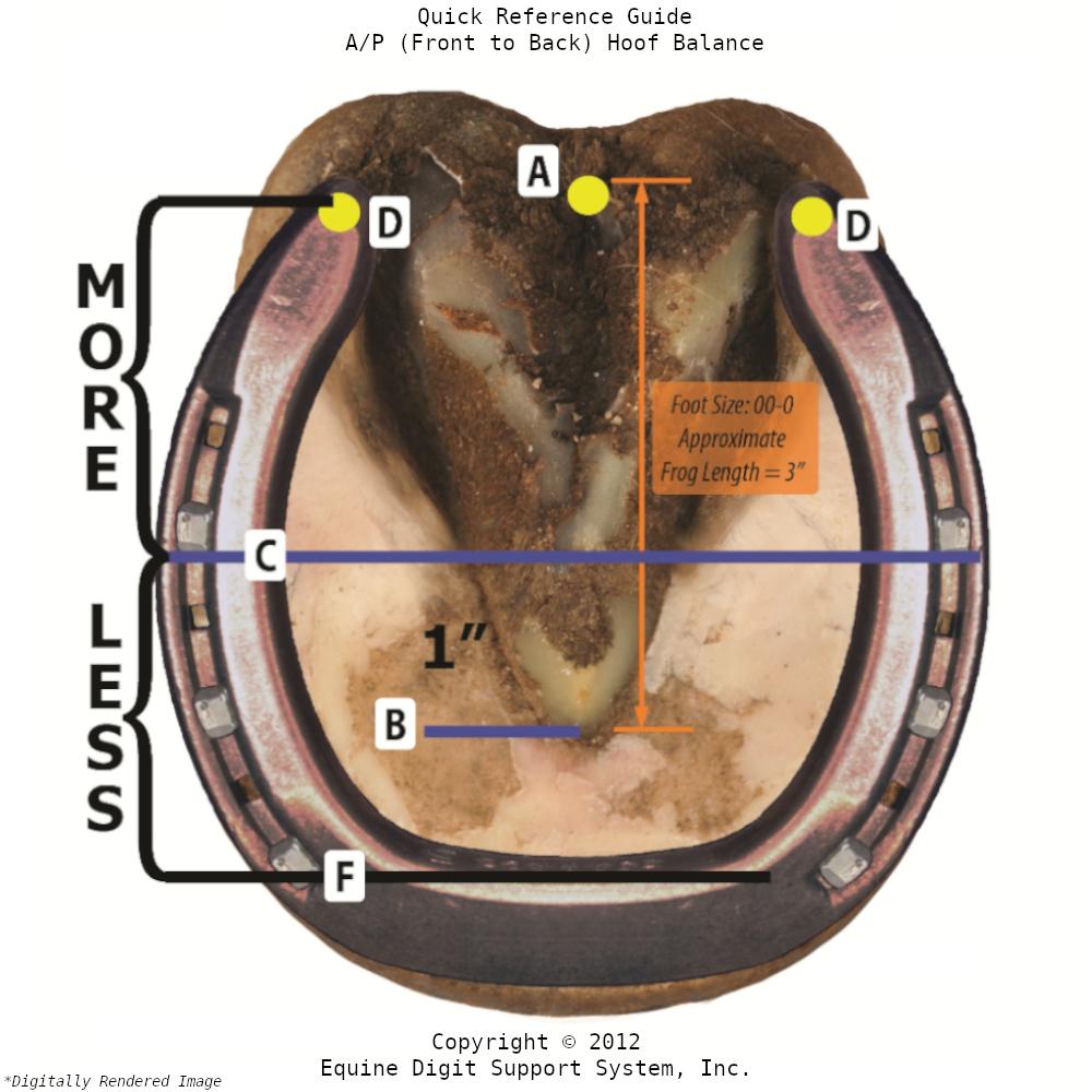 A/P Hoof Balance Guide With Shoe